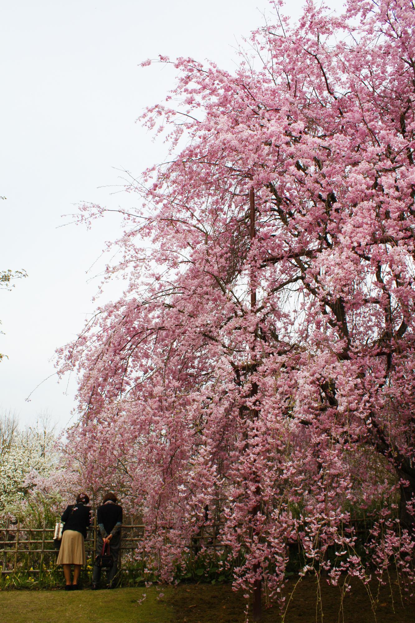 いいちこ日田蒸留所の桜の写真