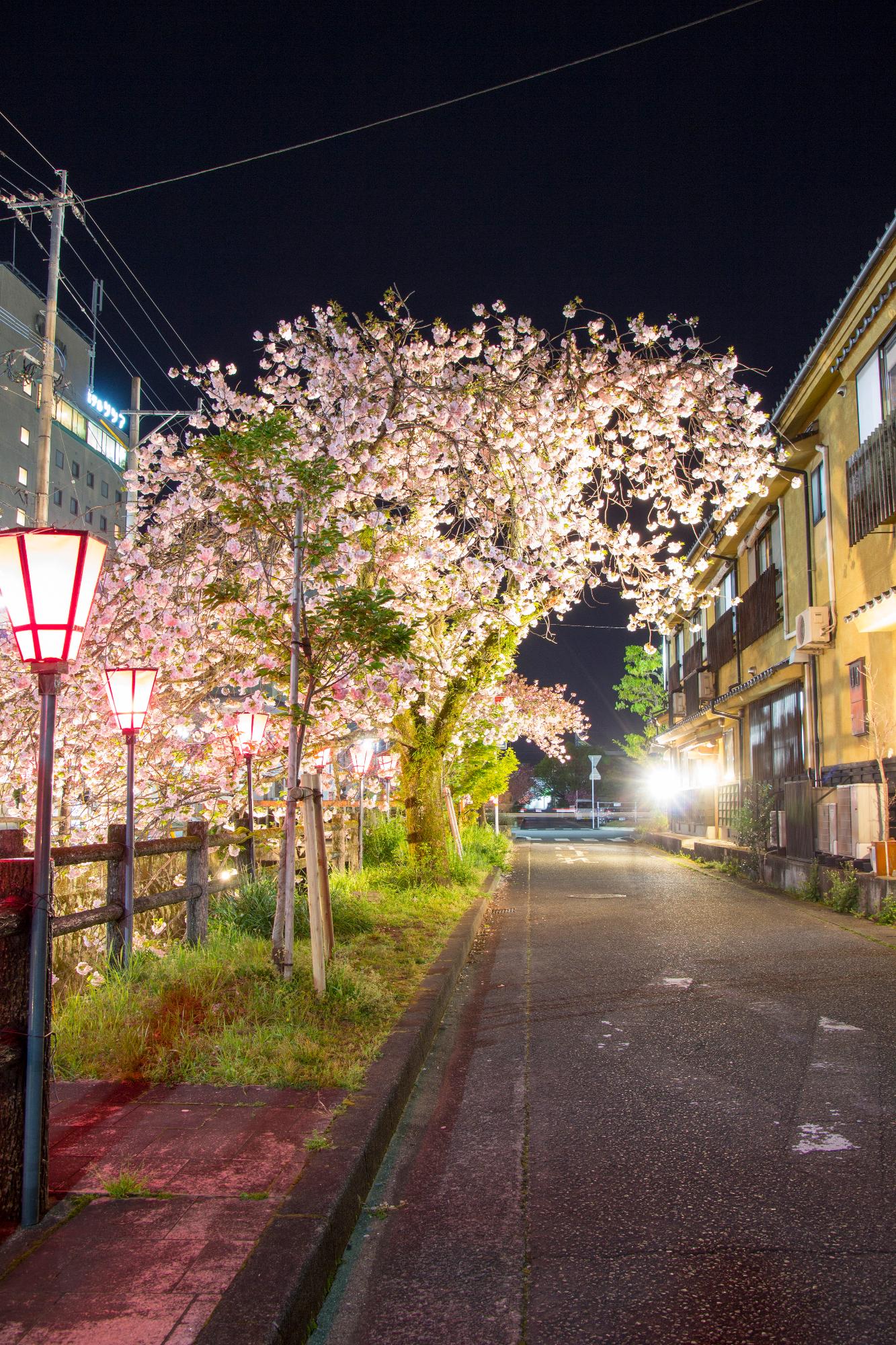 中野川の八重桜の写真
