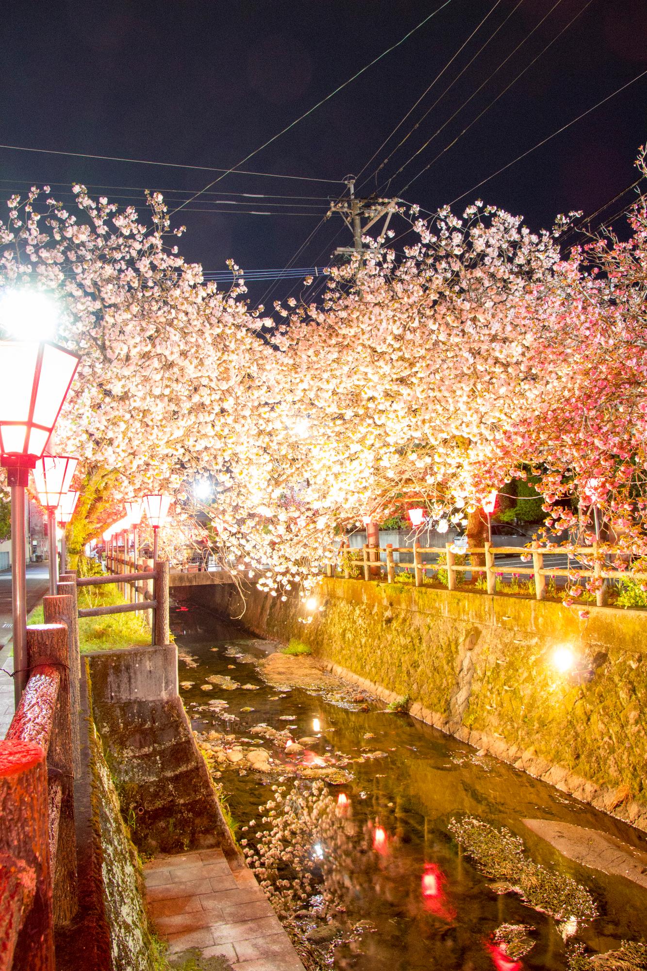 中野川の八重桜の写真