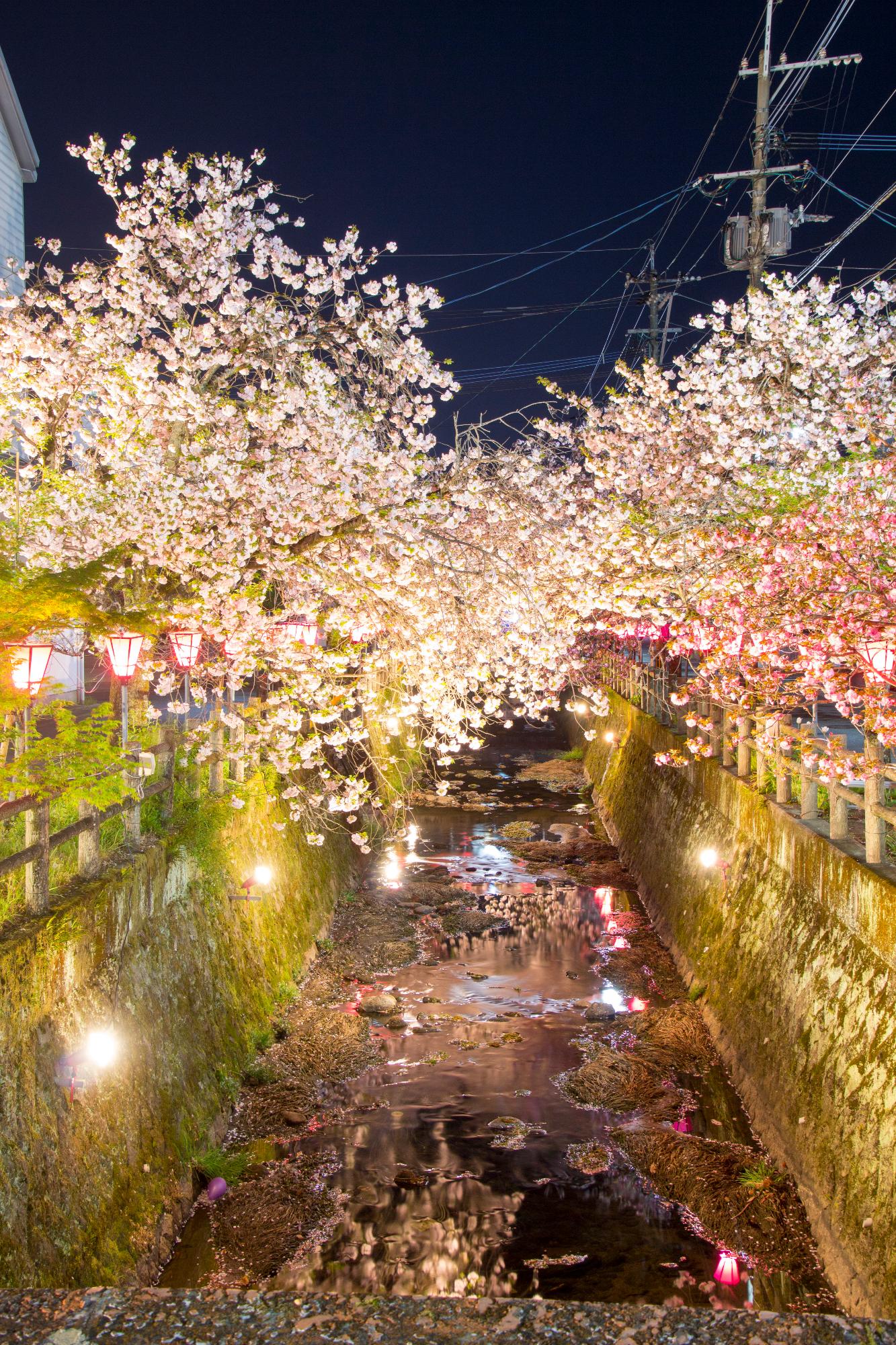 中野川の八重桜の写真