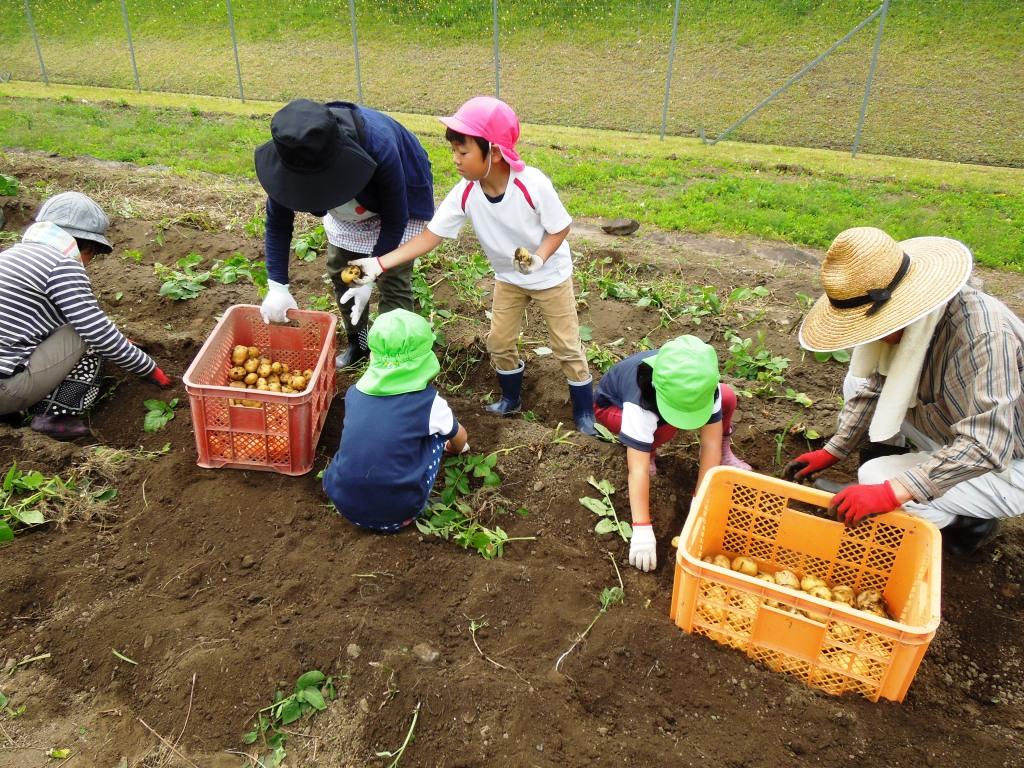 農業体験　じゃがいも収穫