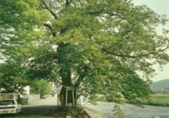 保存樹木の画像