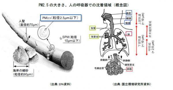 PM2.5の大きさ、人の呼吸器での沈着領域概念図