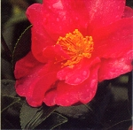 市の花木 さざんか画像