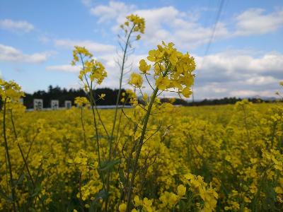 史跡に咲いた菜の花