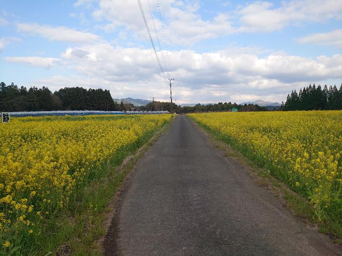 史跡小迫辻原遺跡にできた菜の花の道
