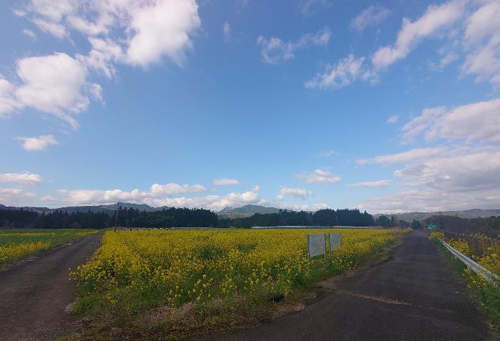 史跡小迫辻原遺跡に咲く菜の花