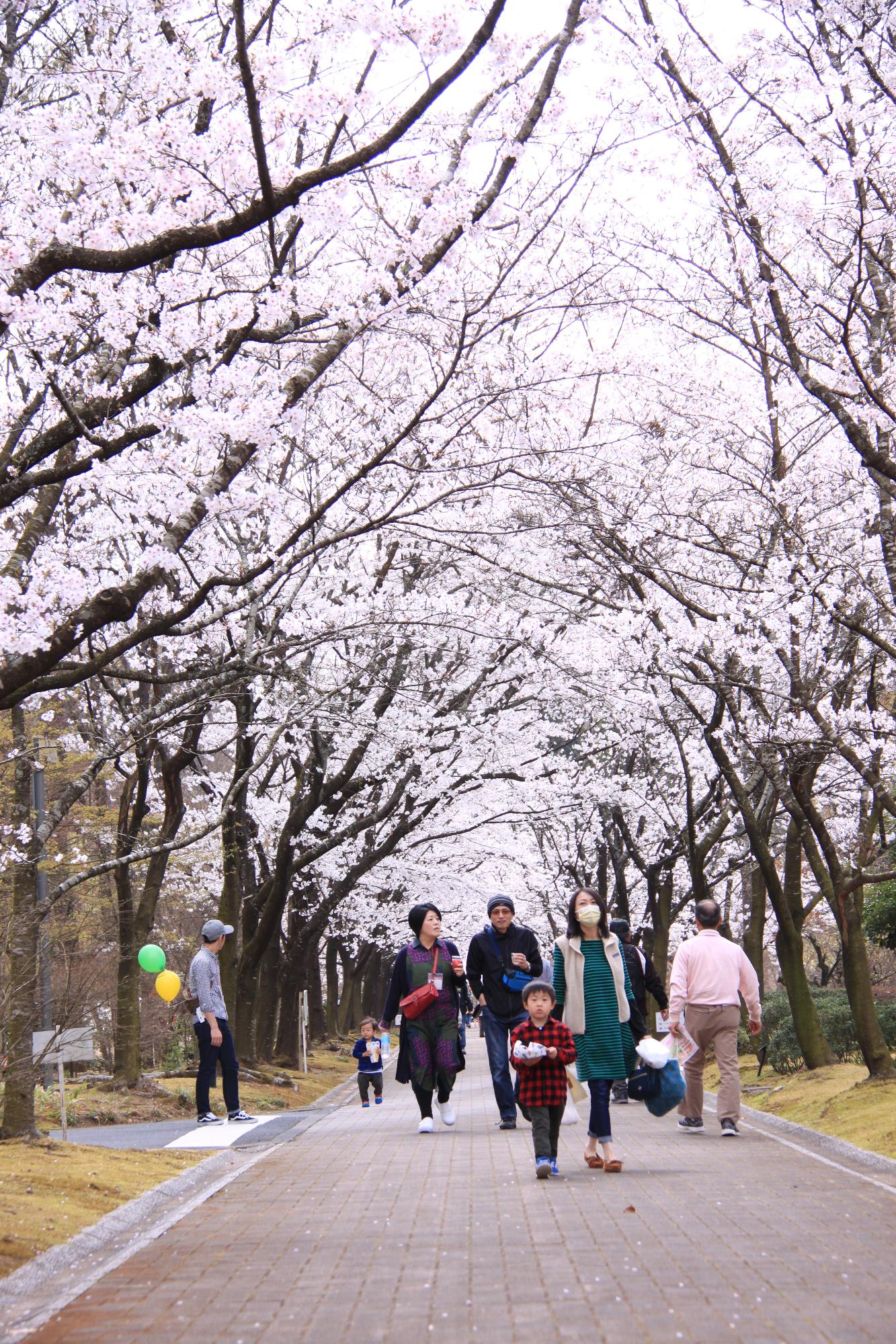 いいちこ日田蒸留所の桜の写真