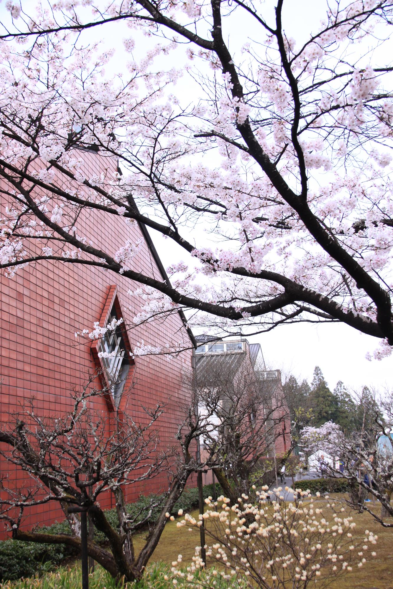 いいちこ日田蒸留所の桜の写真