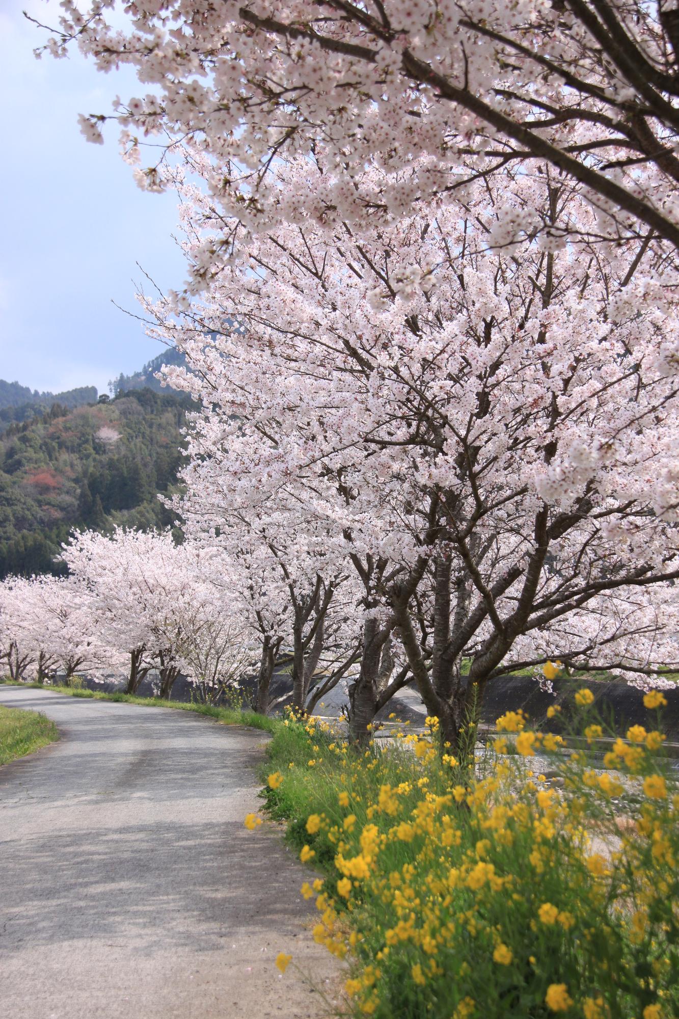 大鶴地区の桜の写真