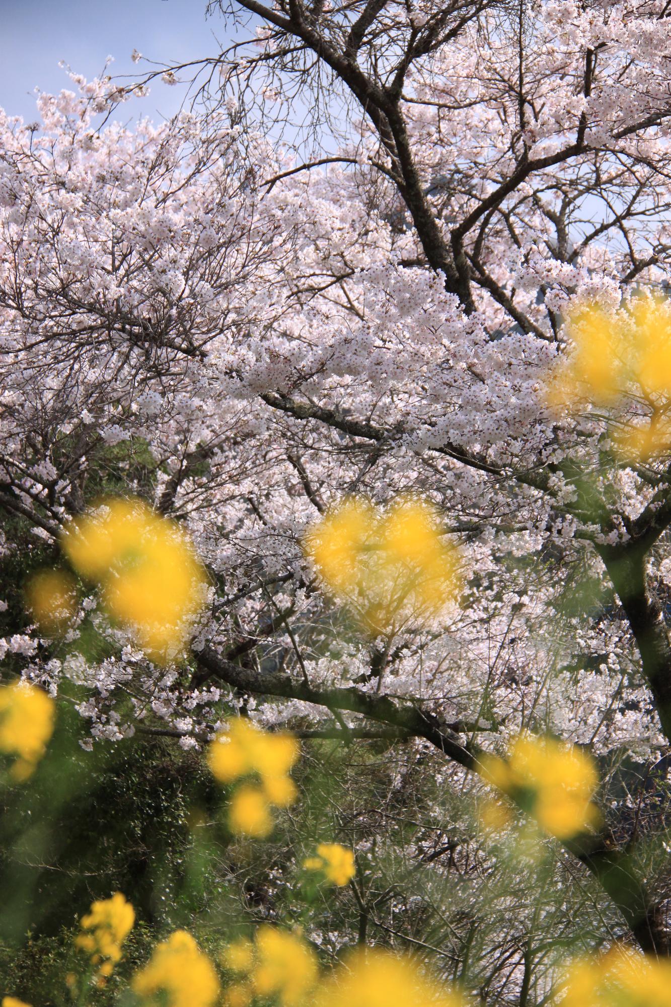 大鶴地区の桜の写真
