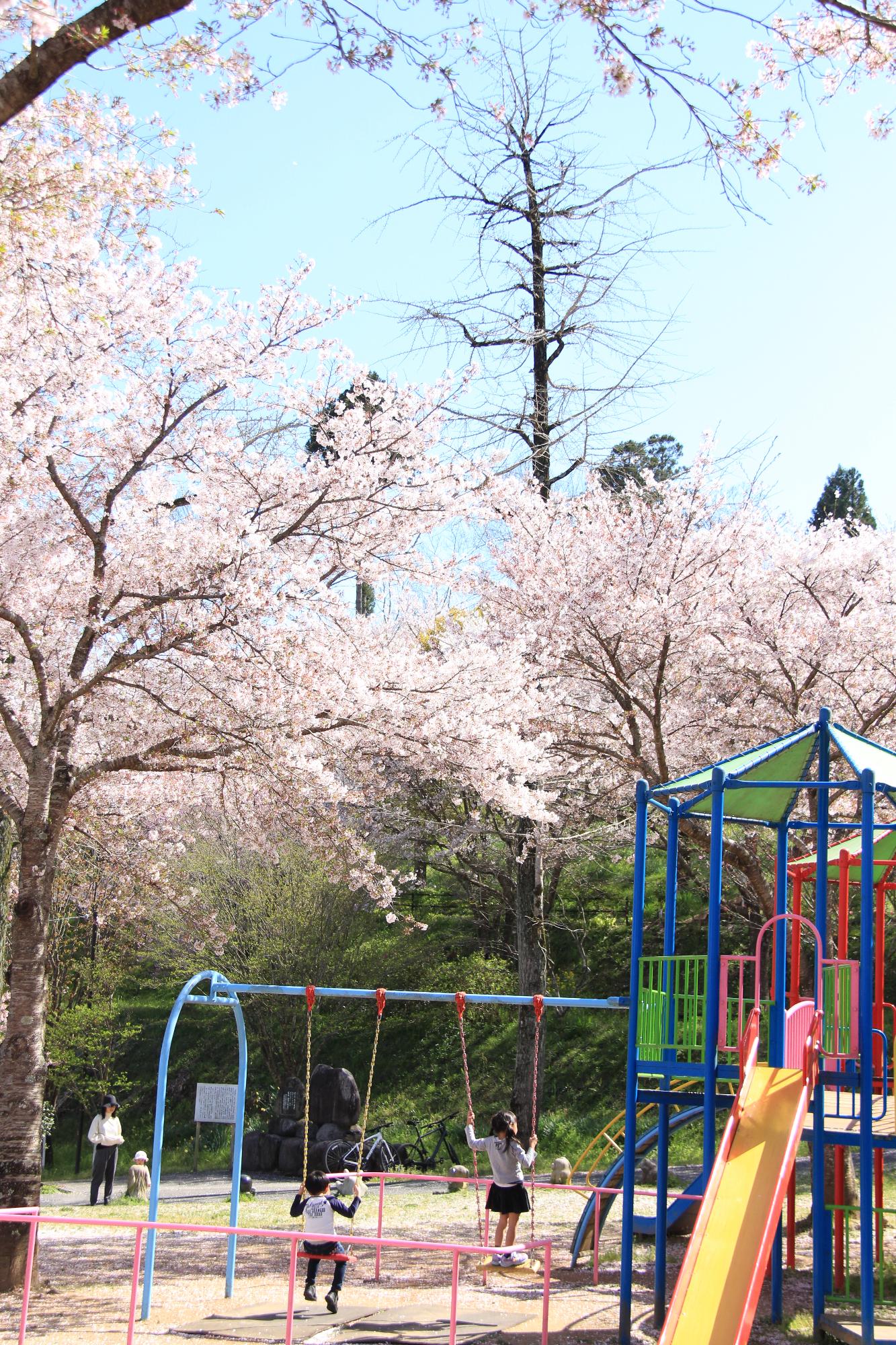 石井里山公園の桜の写真