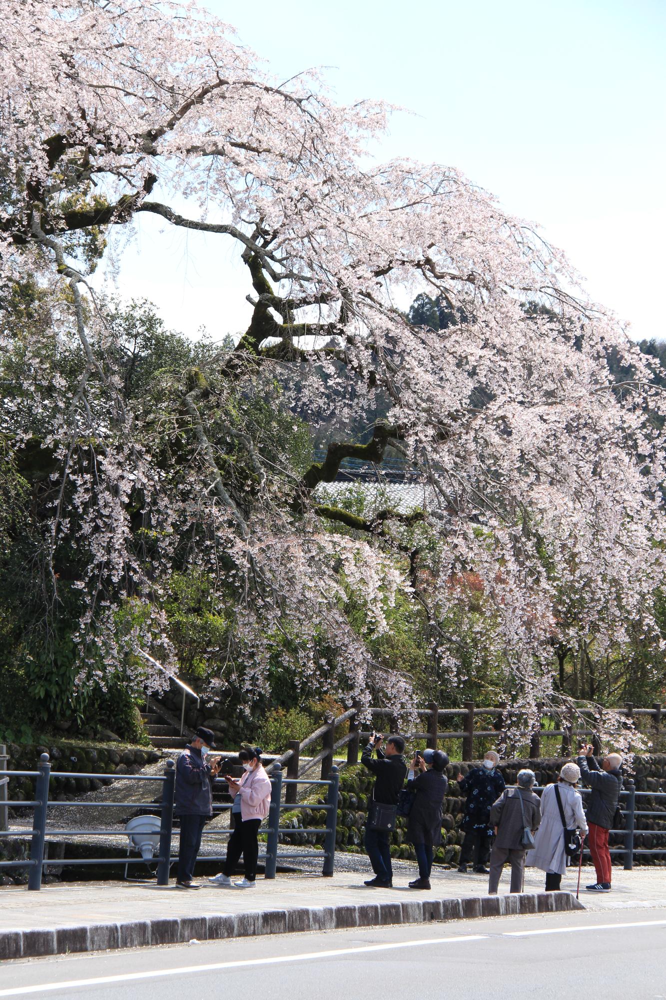 大原大しだれ桜の写真