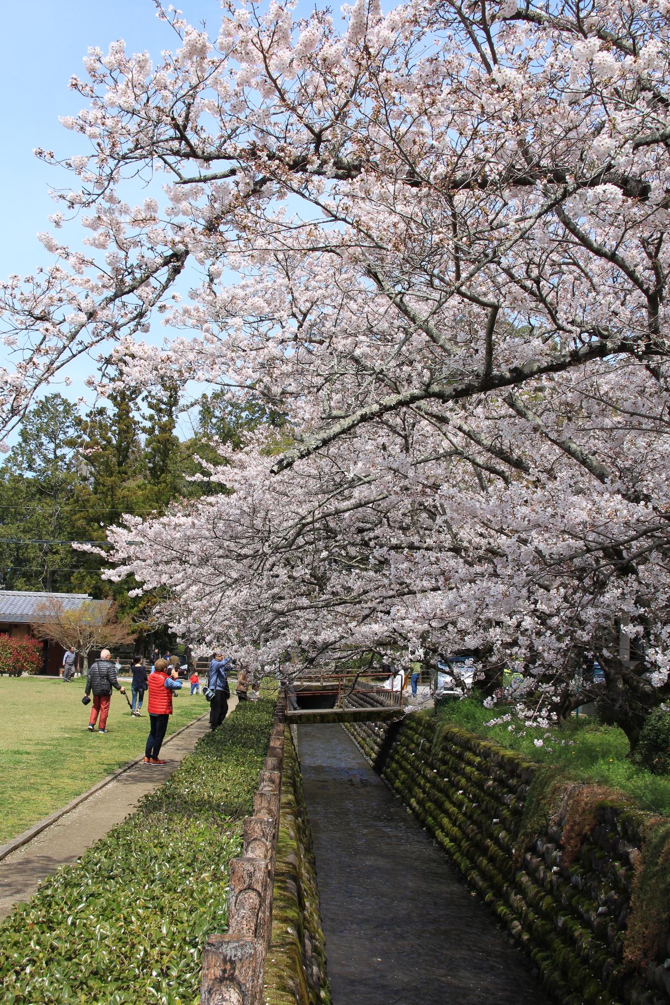 大原大しだれ桜の写真