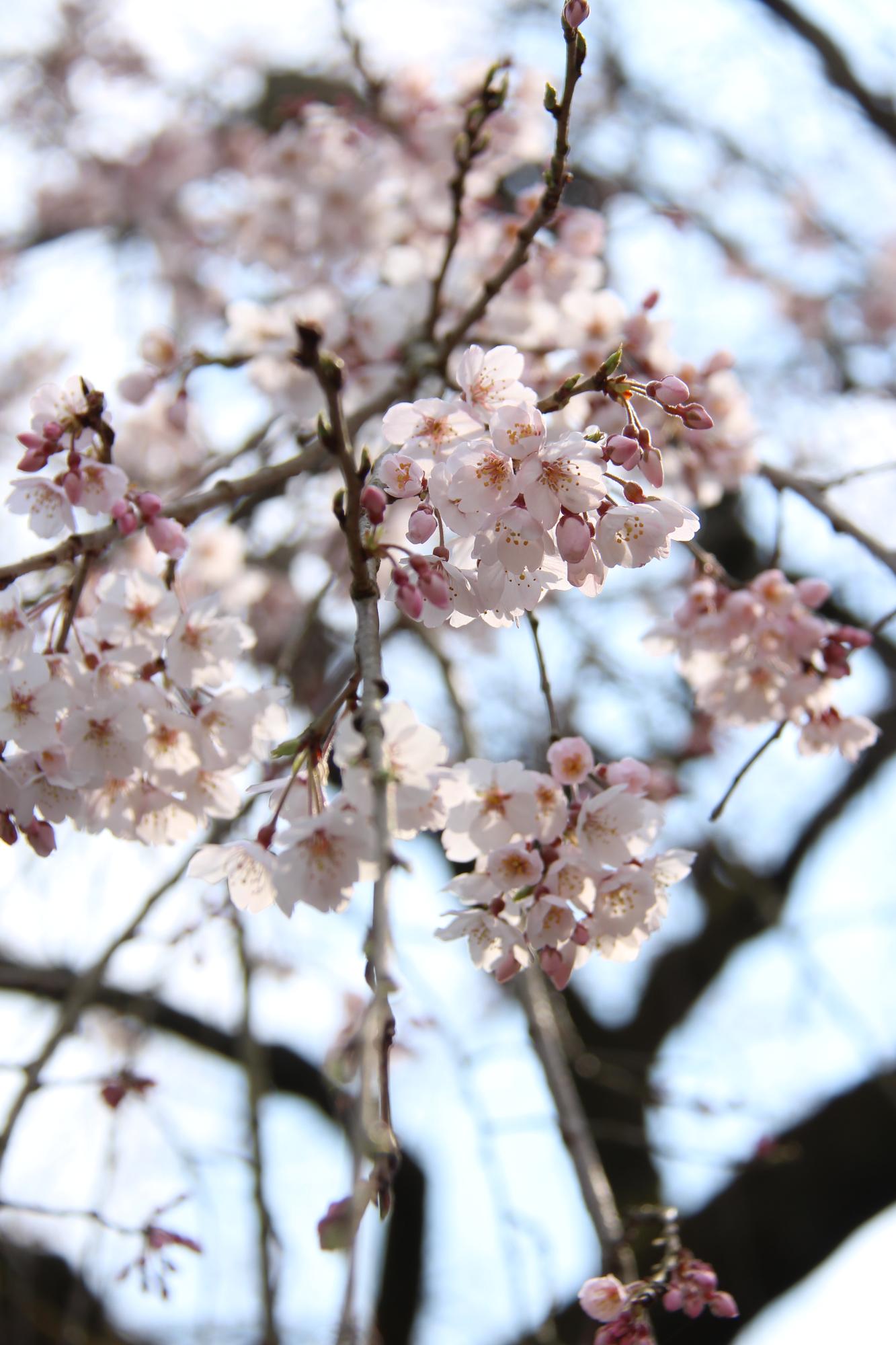 大原大しだれ桜の写真