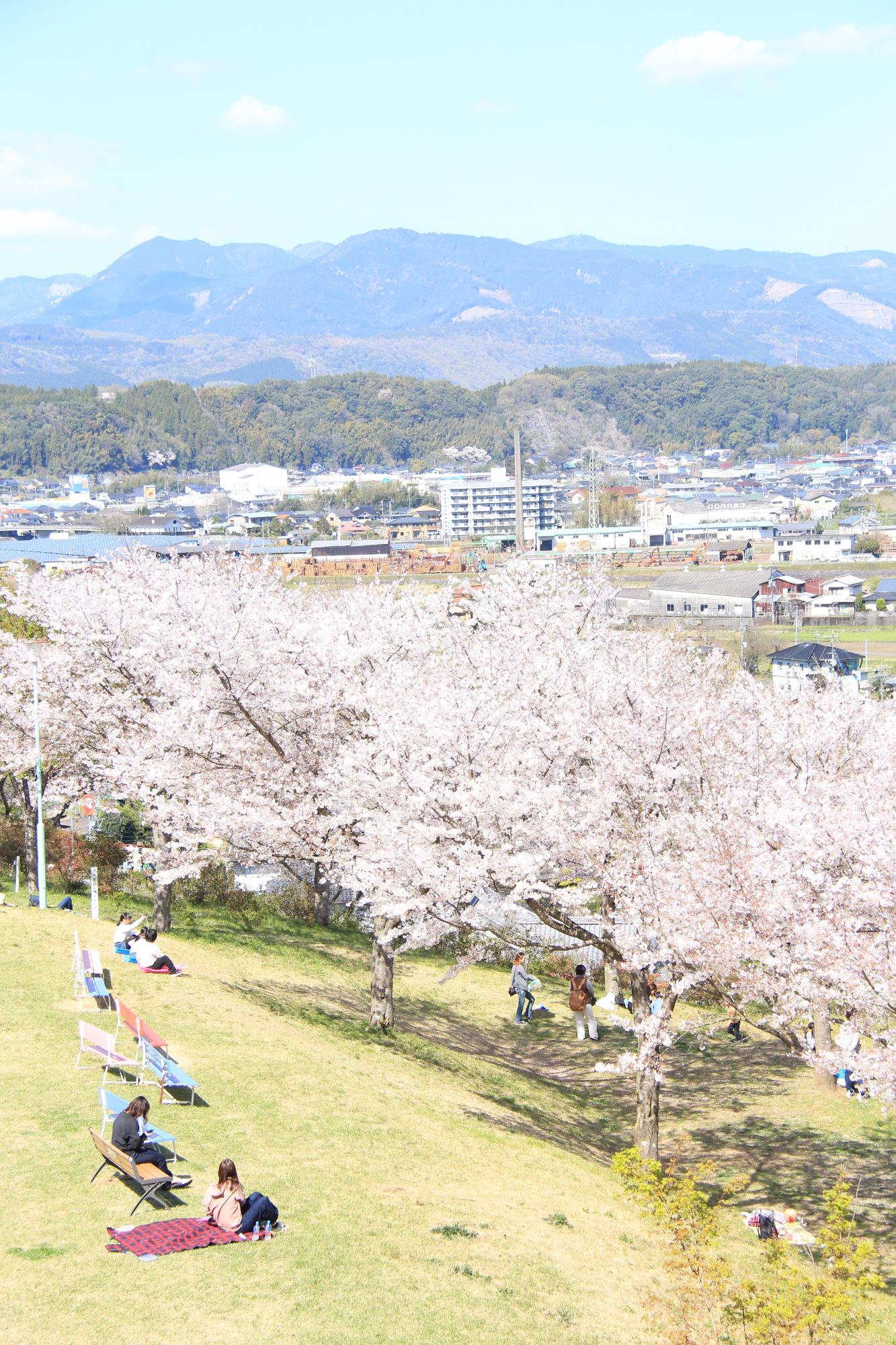 石井里山公園の桜の写真