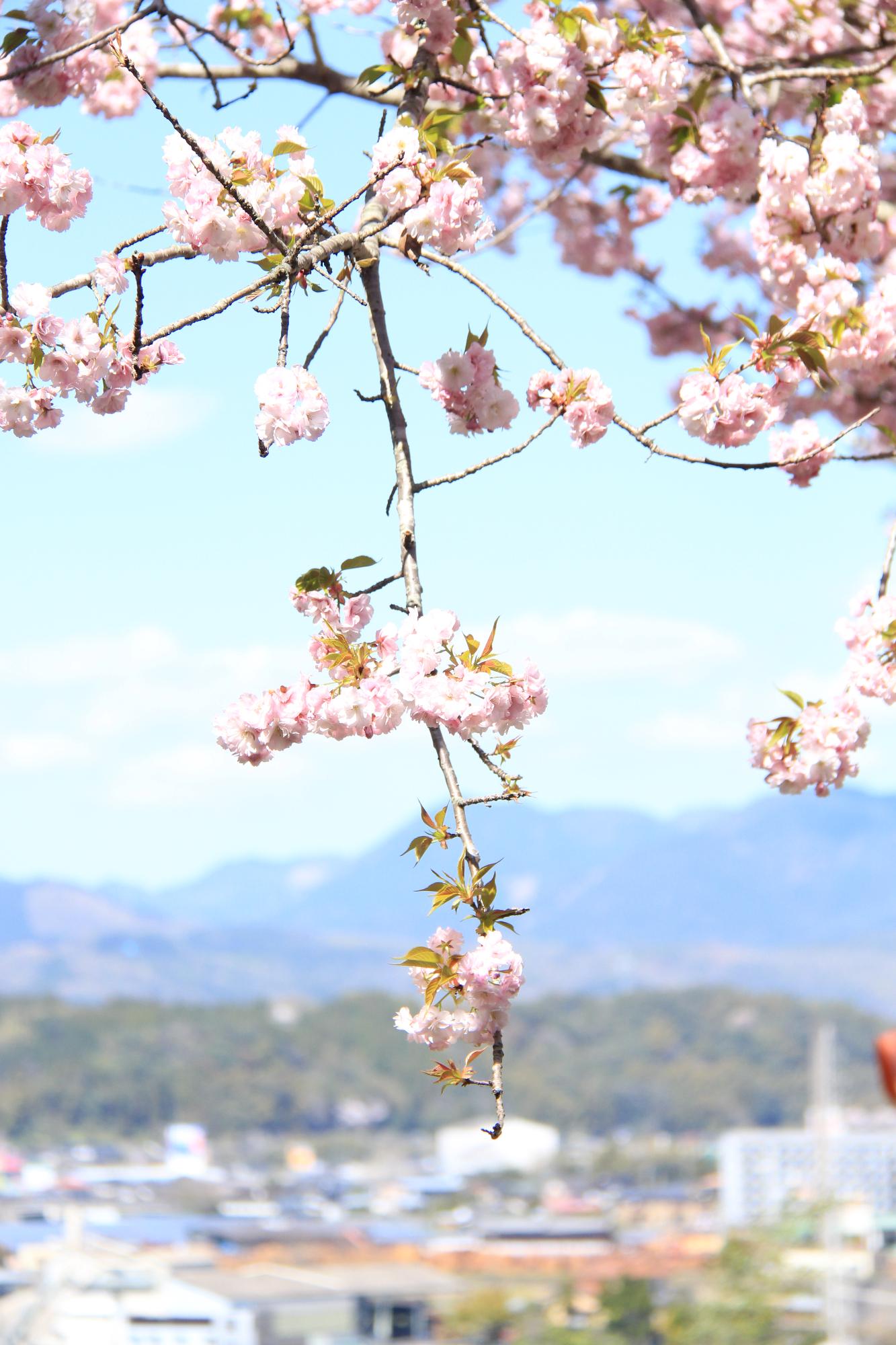 石井里山公園の桜の写真