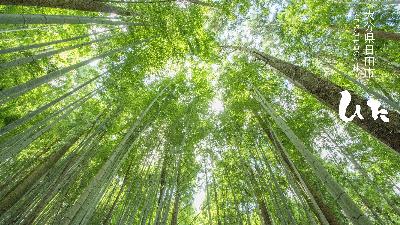 石坂石畳道の竹林