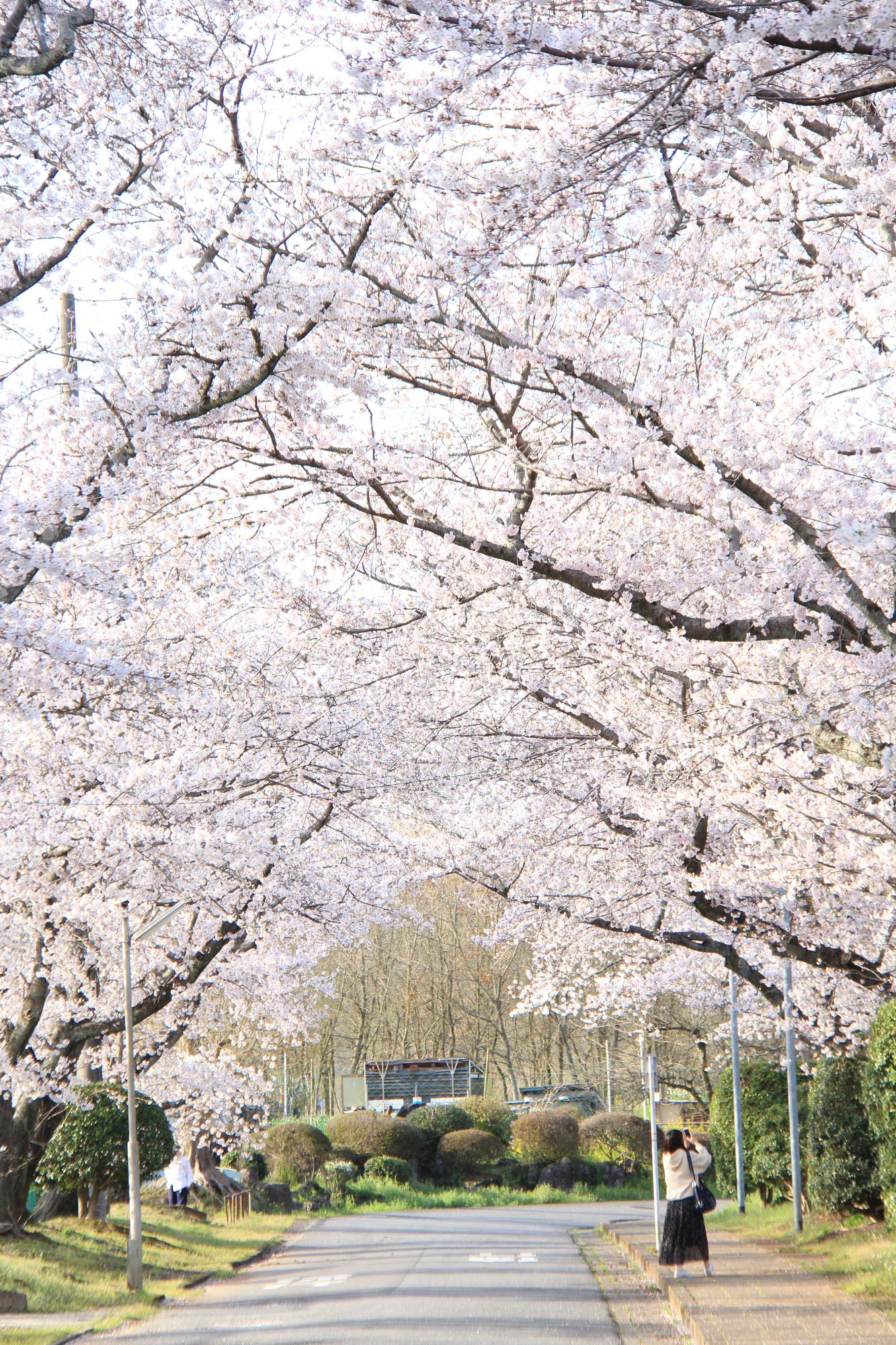 日田三隈高校前の桜の写真