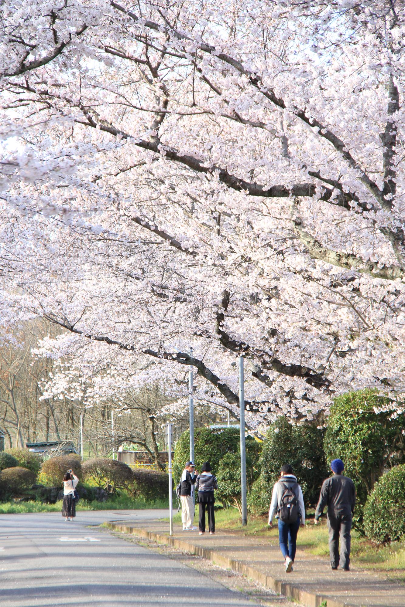 日田三隈高校前の桜の写真