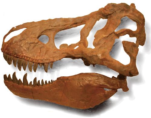 ティラノサウルス頭蓋標本（レプリカ）