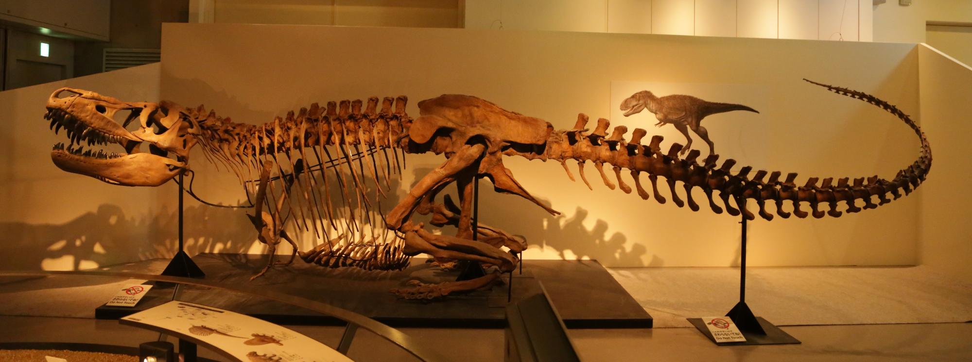 タルボサウルス全身骨格標本（レプリカ）の写真【写真提供：国立科学博物館】
