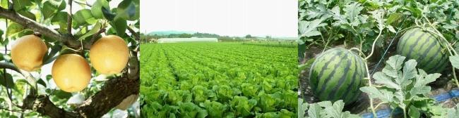 日田の農産物イメージ画像