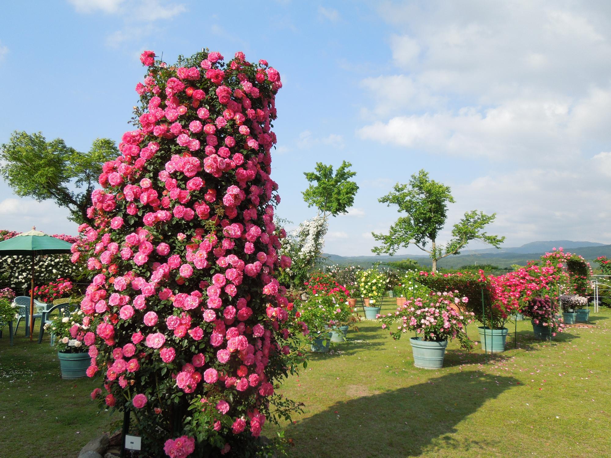 タワーのバラのある中庭