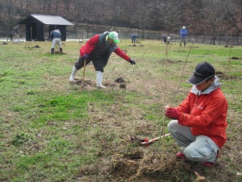 およそ1時間をかけて大山桜や河津桜など300本を植えました