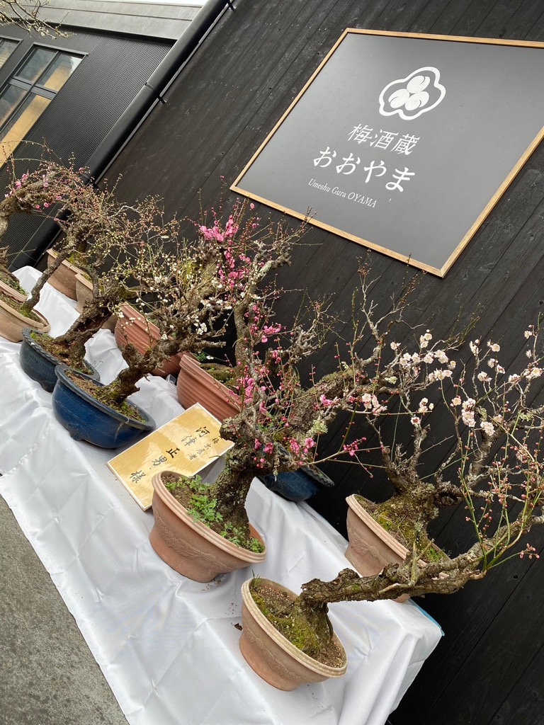 梅酒蔵おおやま_盆梅展