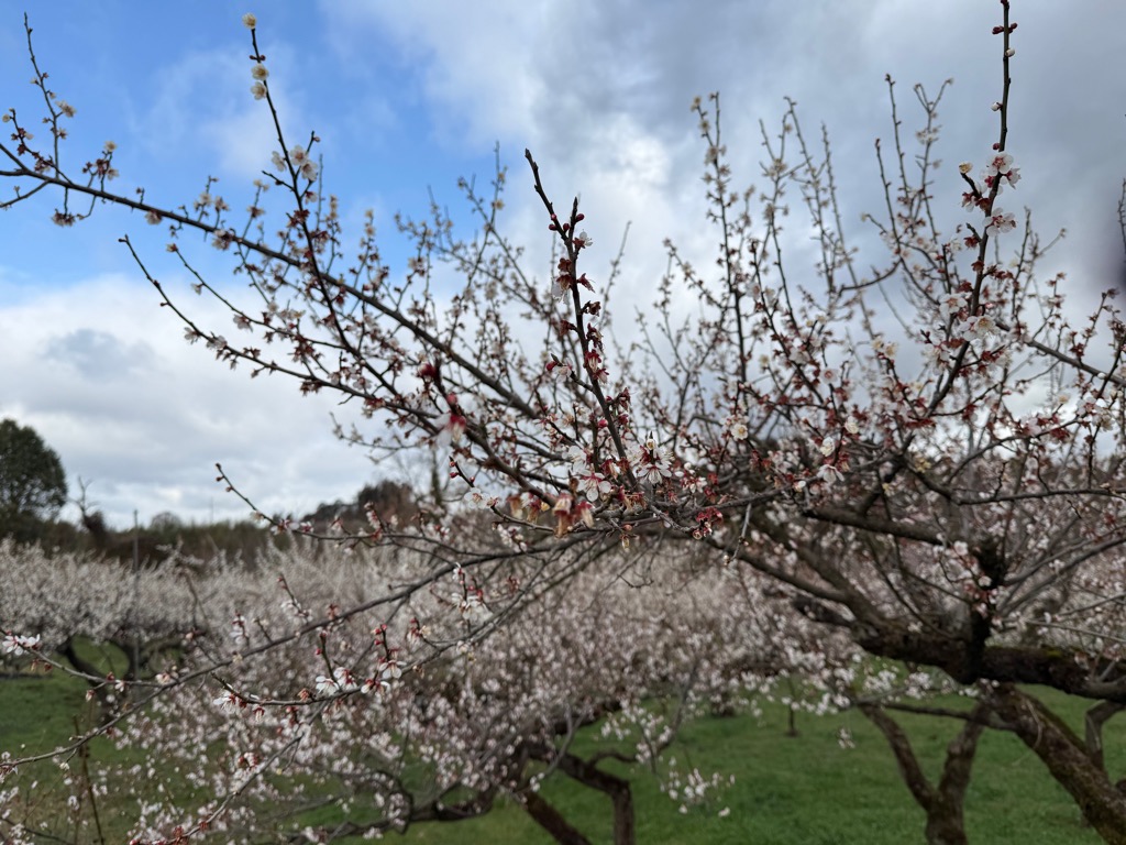 ふるや台梅園の開花状況（令和8年3月4日時点）