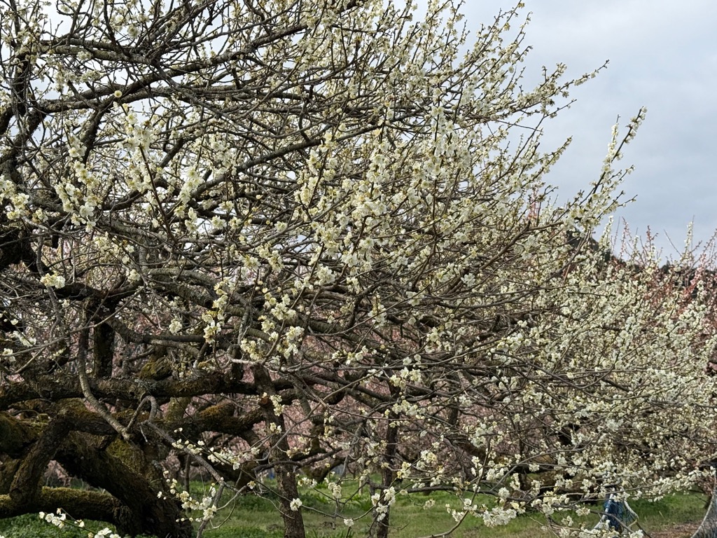 おおくぼ台梅園の開花状況（令和8年3月4日時点）