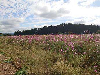 コスモスの開花風景2