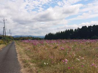 コスモスの開花風景2