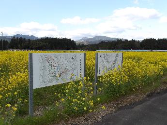 令和6年度菜の花開花風景1