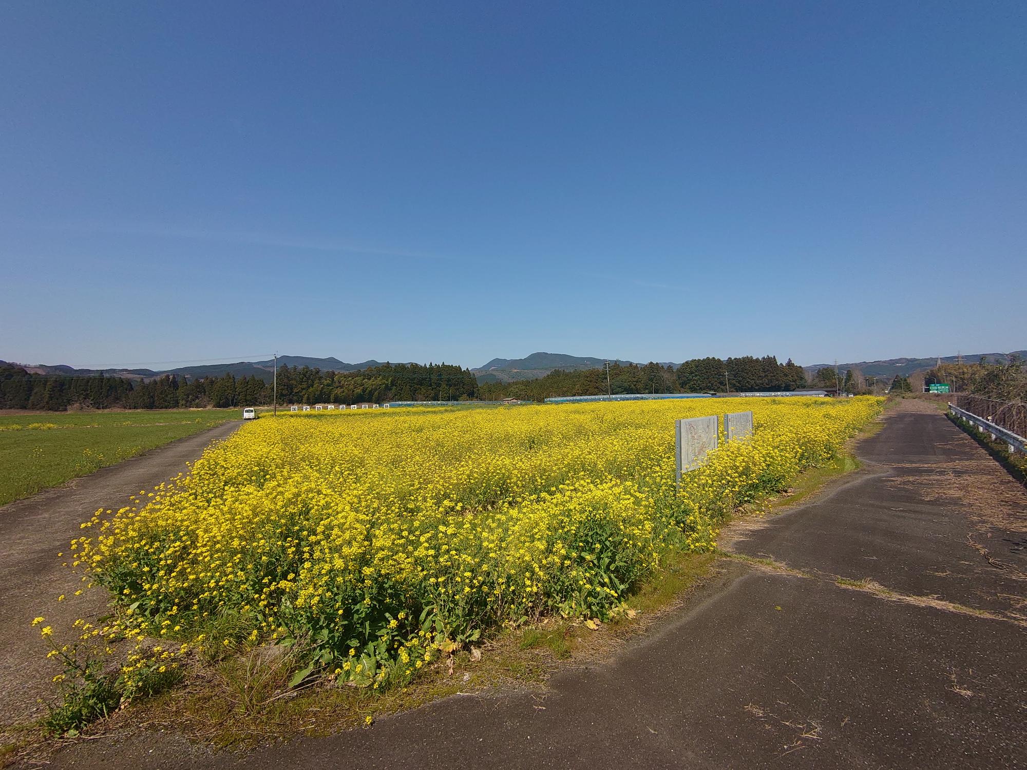 令和5年度の開花風景