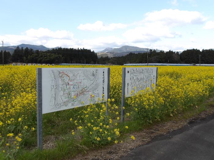 小迫辻原遺跡に咲く名の花