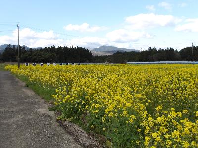 令和6年度に種をまいた範囲1