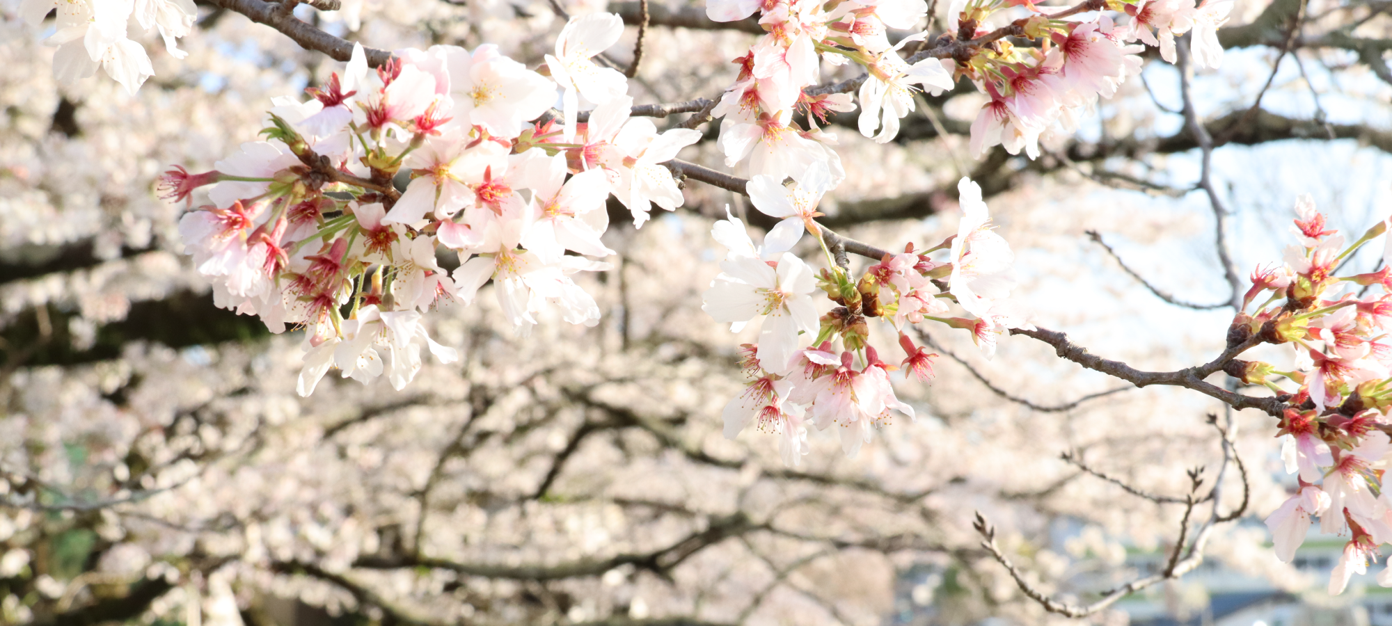 フロント_PC_大原桜