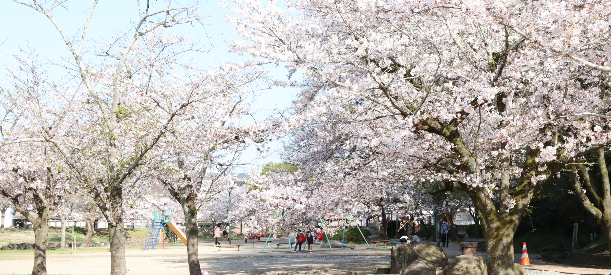 フロント_PC_亀山公園桜