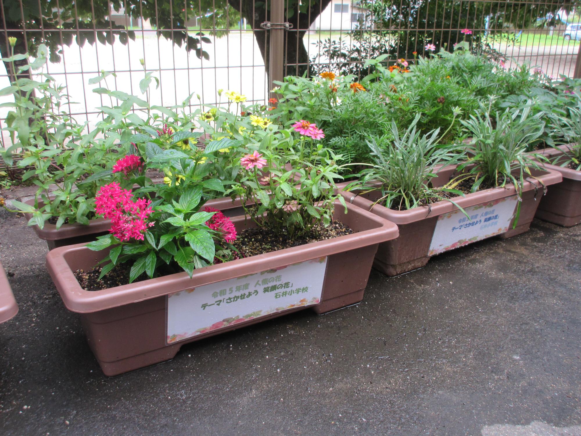 今回お届けするお花の画像