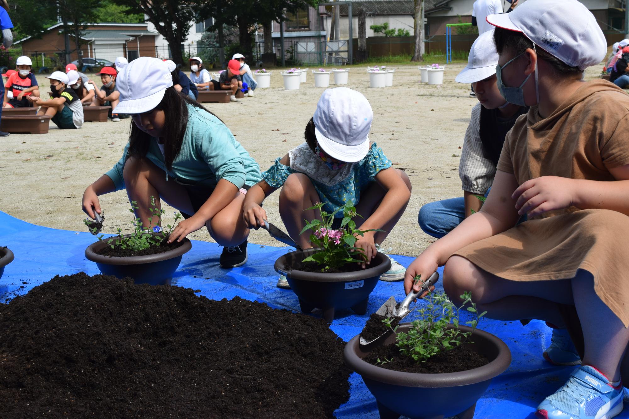 みんなで苗植えの画像1