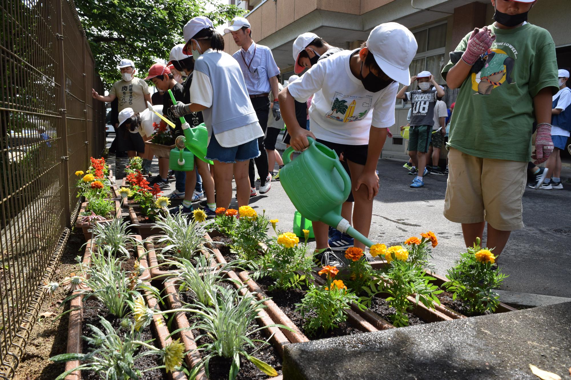 最後に水をたっぷり与えましたの画像2