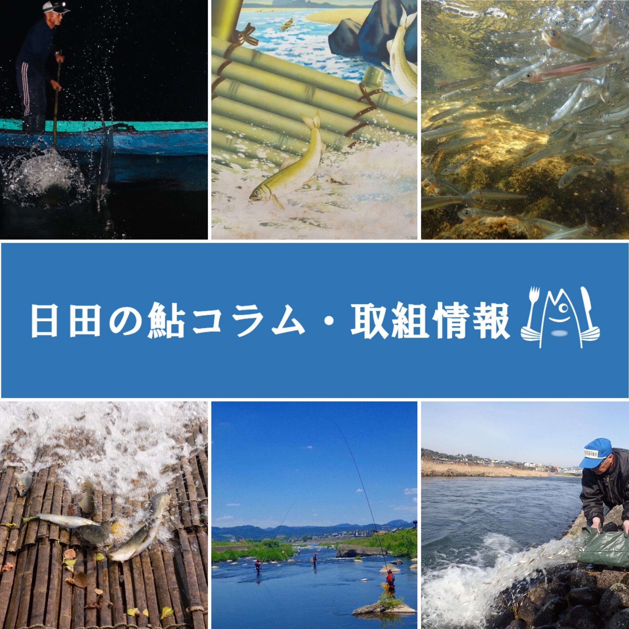 日田の鮎コラム・取組情報