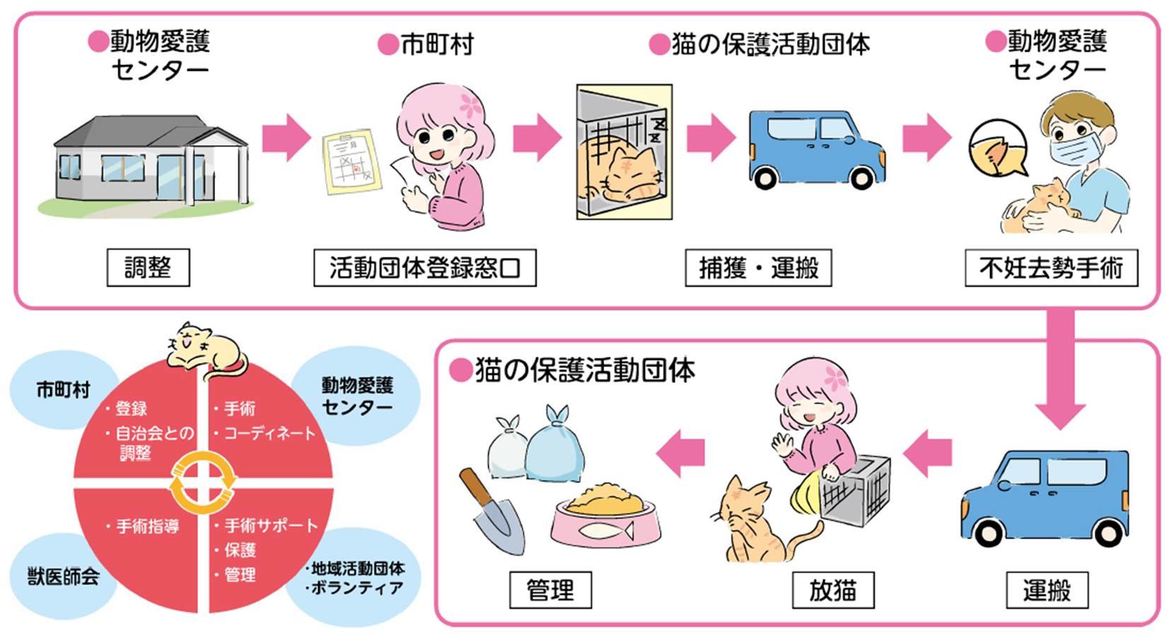 さくら猫の流れ