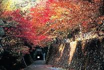 秋の鯛生金山の画像