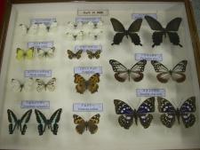 博物館収蔵資料