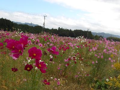 令和7年度のコスモスの開花風景（近景）