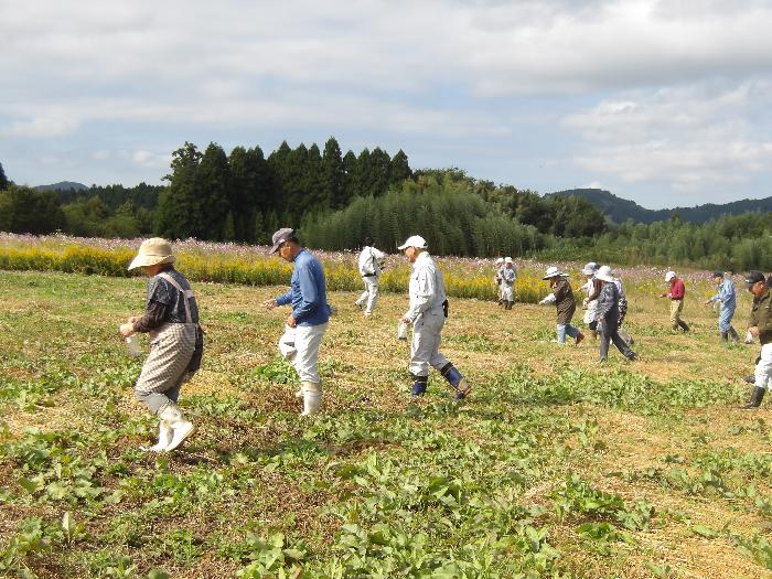 令和7年10月に実施した菜の花の種まき風景