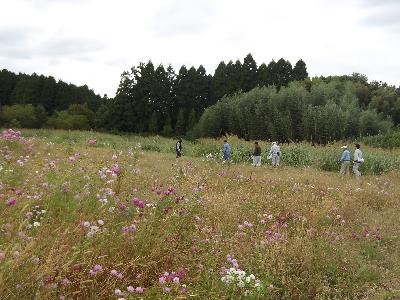 令和7年10月に実施したコスモス周辺の清掃風景